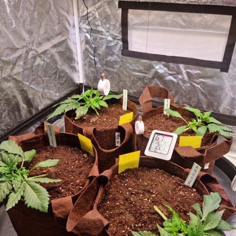 Purple Lemonade Auto Run #1 growlog timeline photo