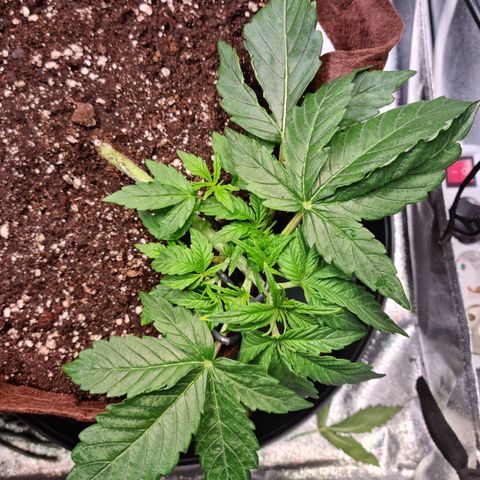 Gorilla Auto Run #1 growlog timeline photo