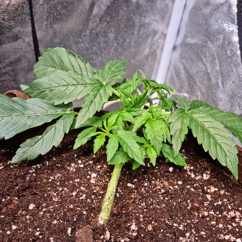 Gorilla Auto Run #1 growlog timeline photo