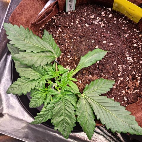 Purple Lemonade Auto Run #1 growlog timeline photo
