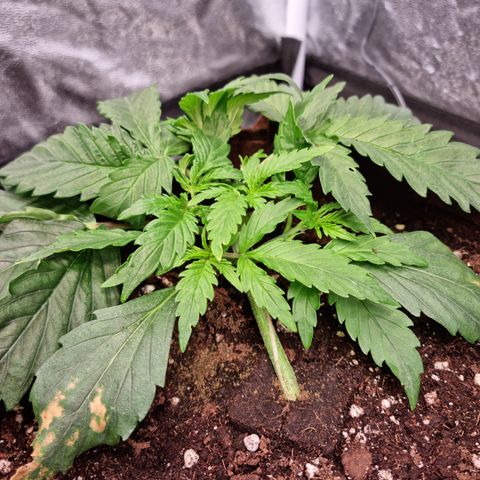 Amnesia Haze Auto Run #1 growlog timeline photo