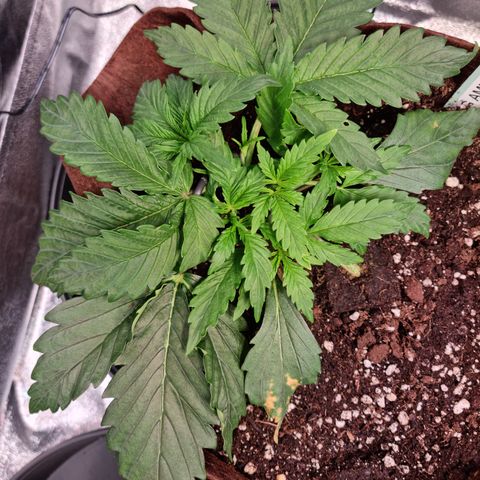 Amnesia Haze Auto Run #1 growlog timeline photo