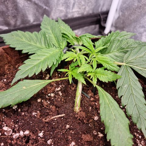 Blue Dream Auto Run #1 growlog timeline photo