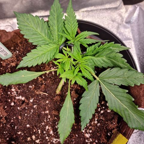 Blue Dream Auto Run #1 growlog timeline photo