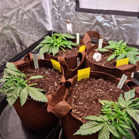 Purple Lemonade Auto Run #1 growlog timeline photo