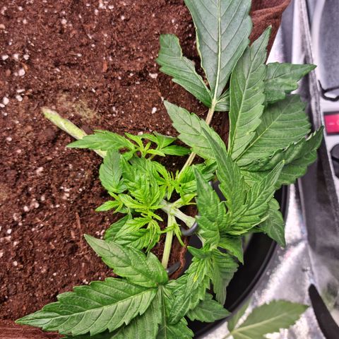 Gorilla Auto Run #1 growlog timeline photo