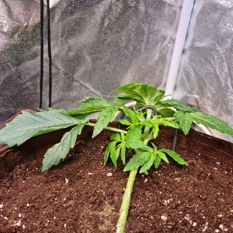 Gorilla Auto Run #1 growlog timeline photo