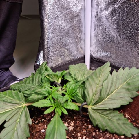 Purple Lemonade Auto Run #1 growlog timeline photo