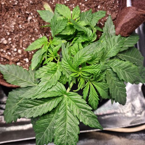 Gorilla Auto Run #1 growlog timeline photo