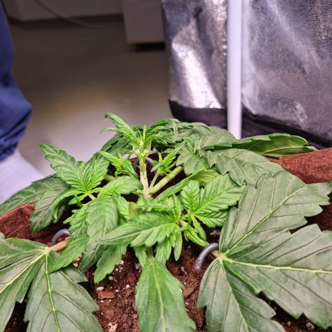 Purple Lemonade Auto Run #1 growlog timeline photo