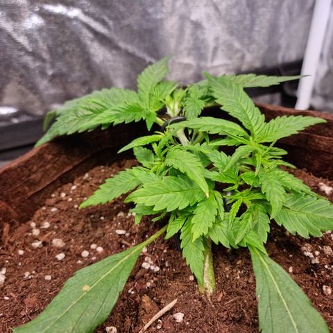 Blue Dream Auto Run #1 growlog timeline photo