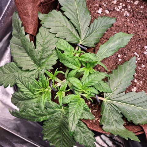 Purple Lemonade Auto Run #1 growlog timeline photo
