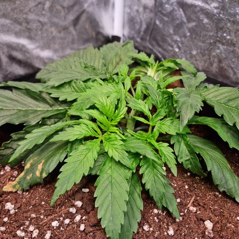 Amnesia Haze Auto Run #1 growlog timeline photo