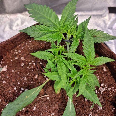 Blue Dream Auto Run #1 growlog timeline photo