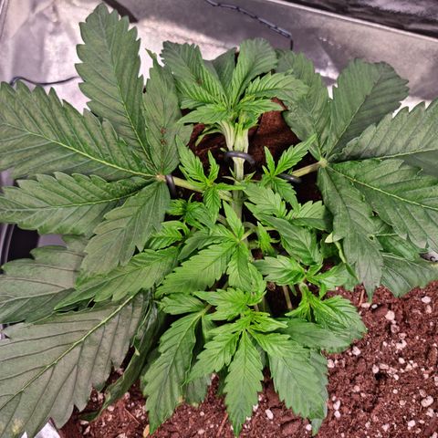 Amnesia Haze Auto Run #1 growlog timeline photo