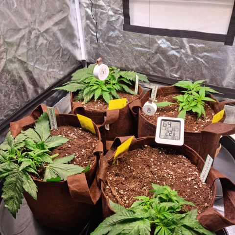 Purple Lemonade Auto Run #1 growlog timeline photo