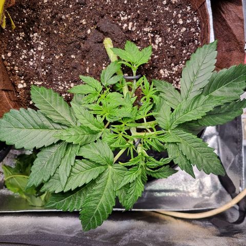 Gorilla Auto Run #1 growlog timeline photo