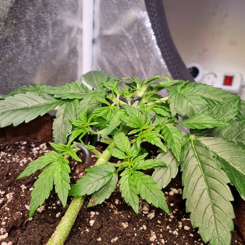 Gorilla Auto Run #1 growlog timeline photo