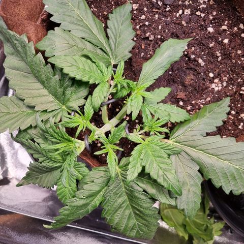 Purple Lemonade Auto Run #1 growlog timeline photo