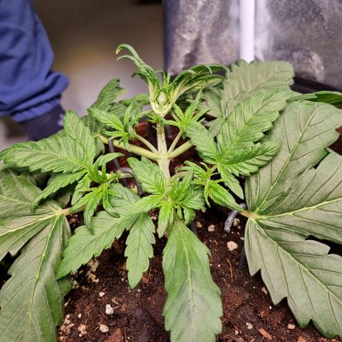 Purple Lemonade Auto Run #1 growlog timeline photo