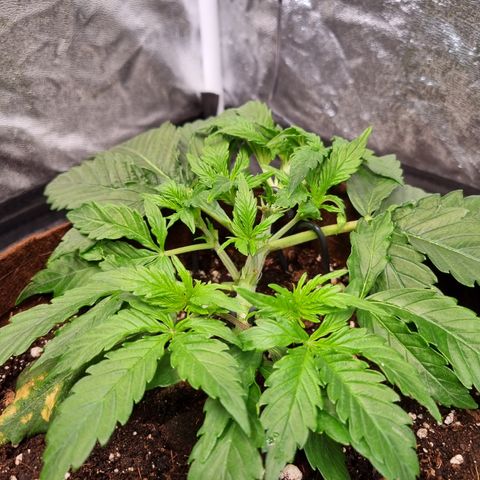 Amnesia Haze Auto Run #1 growlog timeline photo