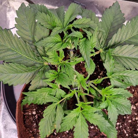 Amnesia Haze Auto Run #1 growlog timeline photo