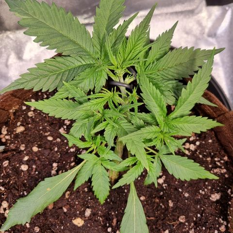 Blue Dream Auto Run #1 growlog timeline photo