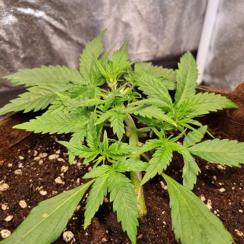 Blue Dream Auto Run #1 growlog timeline photo