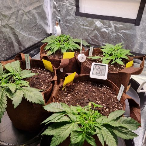 Purple Lemonade Auto Run #1 growlog timeline photo