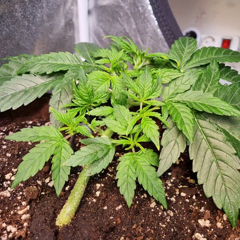Gorilla Auto Run #1 growlog timeline photo