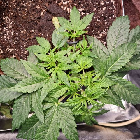 Gorilla Auto Run #1 growlog timeline photo