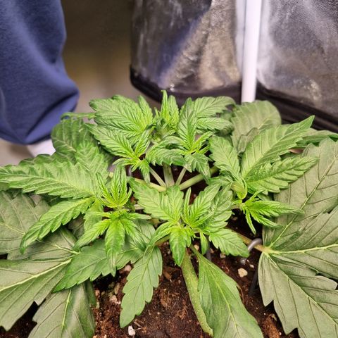 Purple Lemonade Auto Run #1 growlog timeline photo