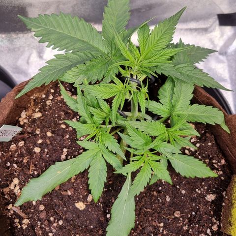 Blue Dream Auto Run #1 growlog timeline photo