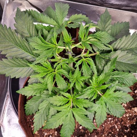 Amnesia Haze Auto Run #1 growlog timeline photo