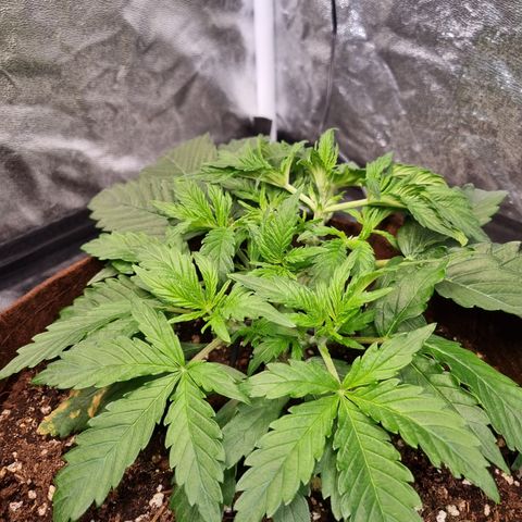 Amnesia Haze Auto Run #1 growlog timeline photo