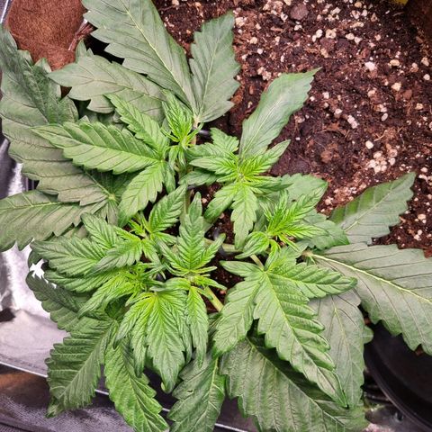Purple Lemonade Auto Run #1 growlog timeline photo