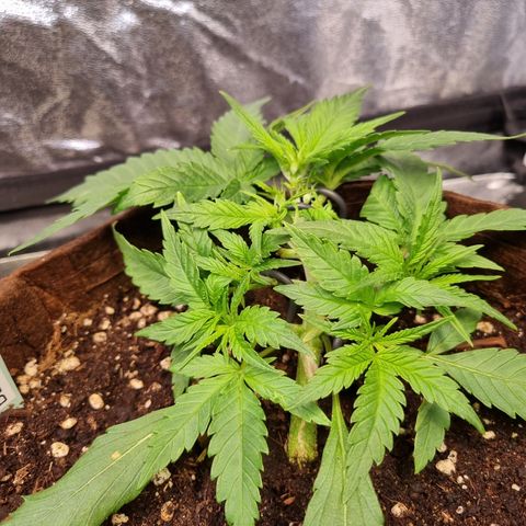 Blue Dream Auto Run #1 growlog timeline photo