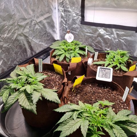 Purple Lemonade Auto Run #1 growlog timeline photo