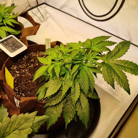 Gorilla Auto Run #1 growlog timeline photo