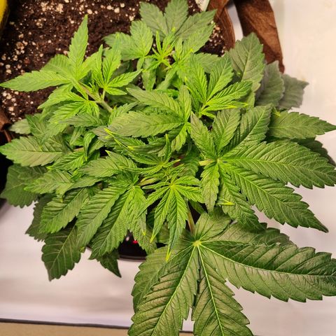 Gorilla Auto Run #1 growlog timeline photo