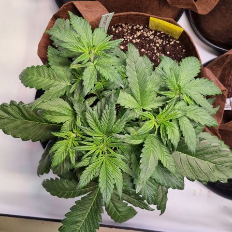 Purple Lemonade Auto Run #1 growlog timeline photo