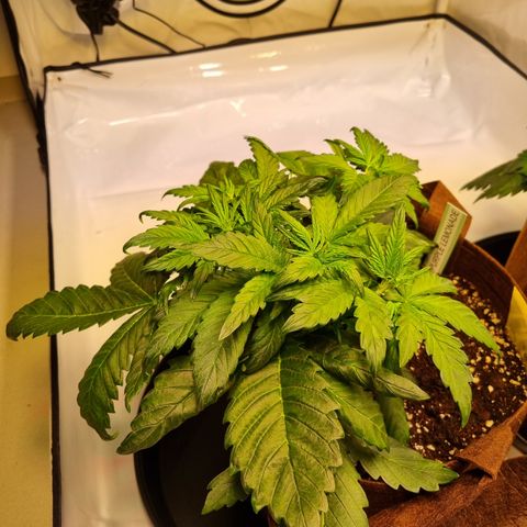 Purple Lemonade Auto Run #1 growlog timeline photo
