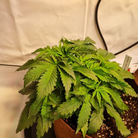 Amnesia Haze Auto Run #1 growlog timeline photo