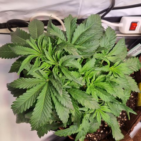 Amnesia Haze Auto Run #1 growlog timeline photo