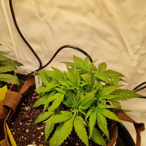 Blue Dream Auto Run #1 growlog timeline photo
