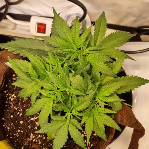 Blue Dream Auto Run #1 growlog timeline photo