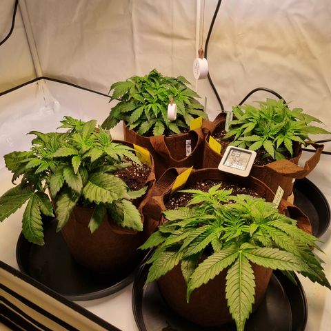 Purple Lemonade Auto Run #1 growlog timeline photo