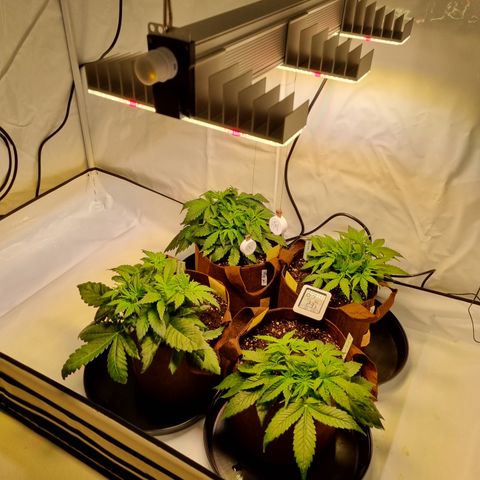 Purple Lemonade Auto Run #1 growlog timeline photo