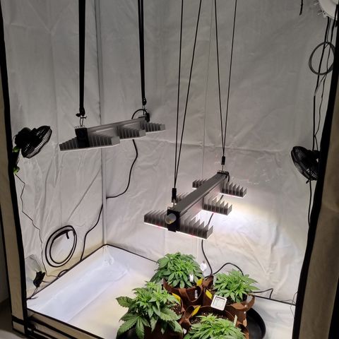 Purple Lemonade Auto Run #1 growlog timeline photo