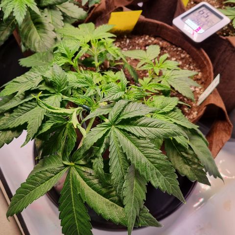 Gorilla Auto Run #1 growlog timeline photo